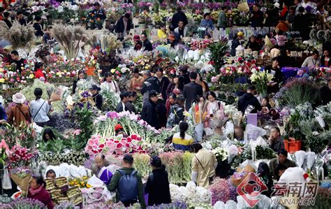 昆明市斗南花卉市场在那里