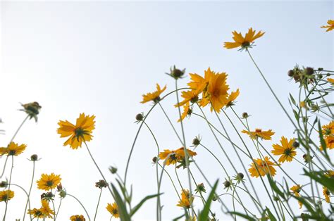 这是什么花,像蔷薇科的.