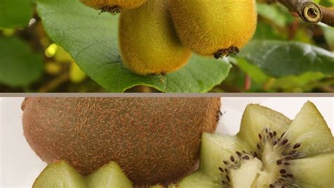 獼猴桃怎么快速成熟