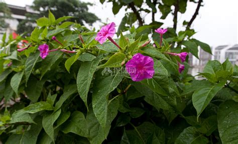 草茉莉是哪个季节开花的