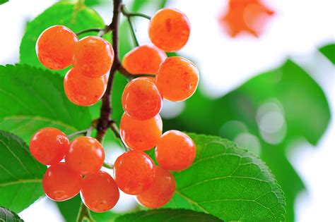 我家乡的樱桃树作文（精选7则）