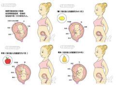 胎儿发育过程1-40周器官