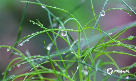 春雨花怎样养殖?