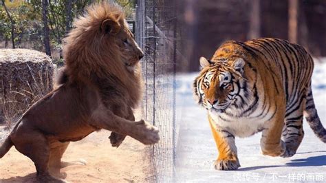 东北虎vs非洲雄狮实战