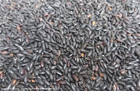 天天吃黑米会导致女性不孕不育吗