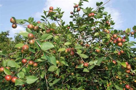 油茶树结果时间 油茶树结果时间 云南油茶树苗