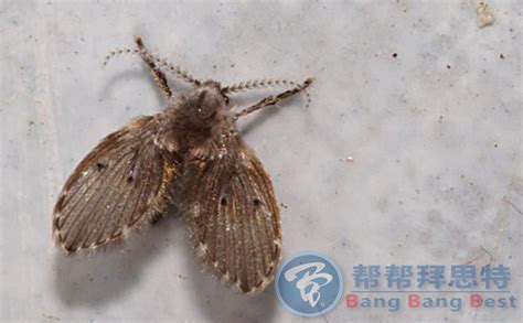 下水道流水口附近的小飛蟲用什么可以殺死?