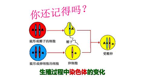 八下生物基因遗传概率计算