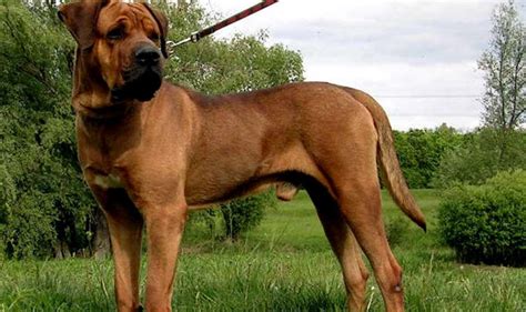 大型犬排序 按大小