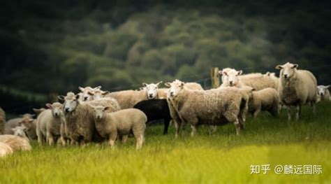 沈阳过冬羊毛被买多少斤的