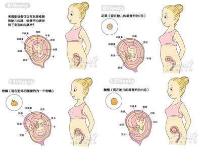 怀孕75天胎儿发育标准