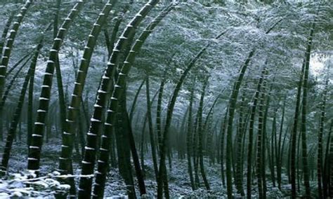 我的乐园-描写竹林作文450字(汇总4则)