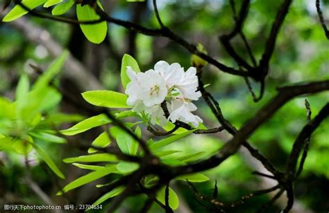 4度会冻坏杜鹃花吗?