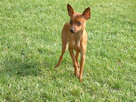 小鹿犬
