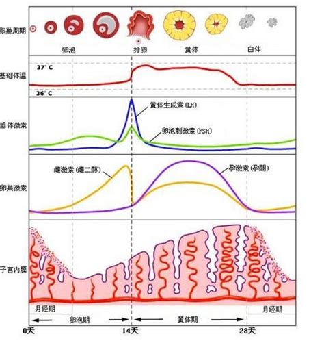 生化妊娠出血一般几天