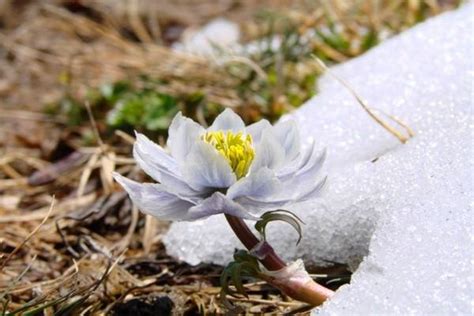 雪莲花怎么养