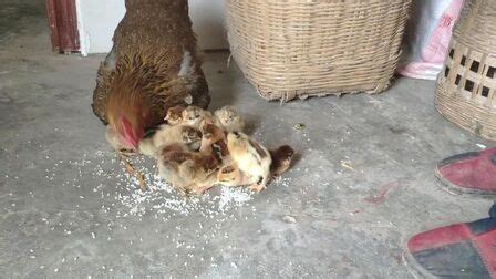 孕妇吃公鸡还是母鸡啊