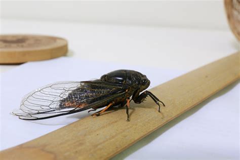 蝉为谁鸣-读后感600字(集锦4则)