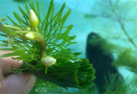 金鱼藻种子怎么种