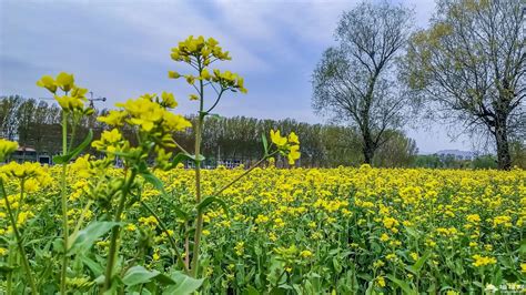 油菜花花期是什么时候