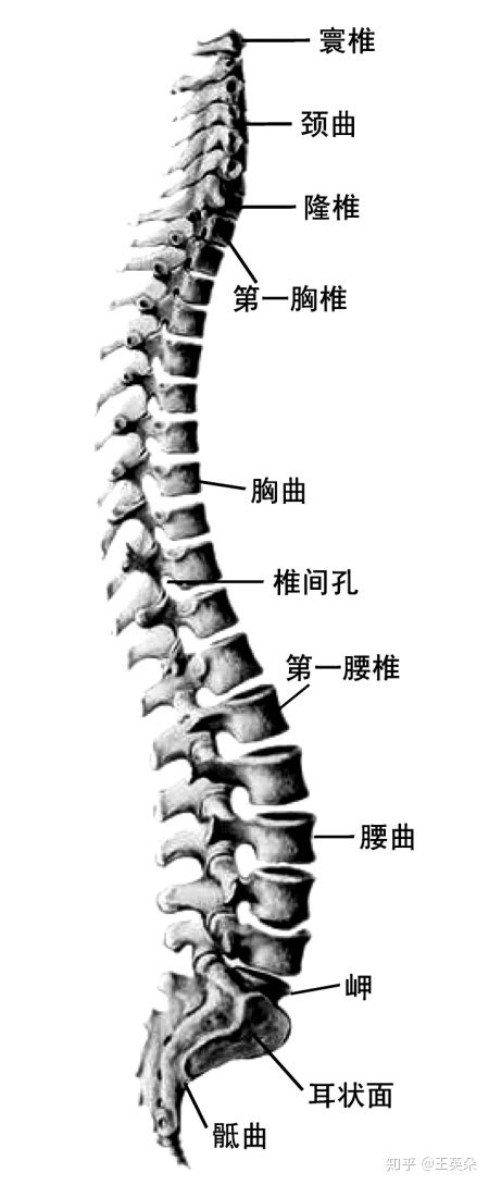 可以让三个月的宝宝坐自己腿上吗