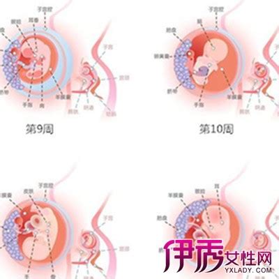 孕二十九周胎儿多大