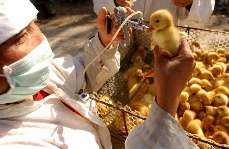 家禽的经典微博说说（共计115句）