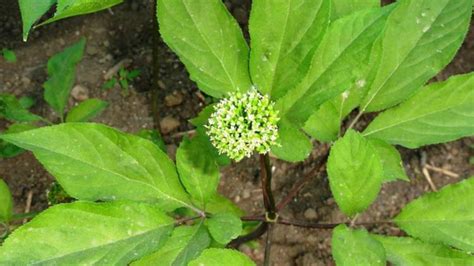 野人参开花是什么样子