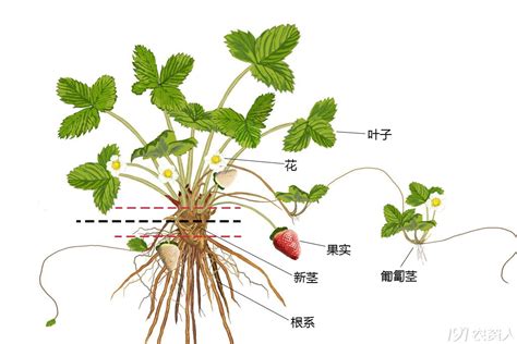 茎的名词解释