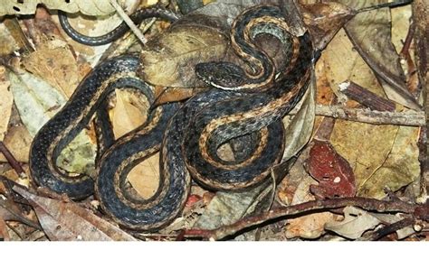 看蛇的心情说说