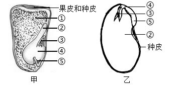 一种类似望远镜图标的种子收索器叫什么