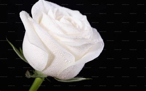 白玫瑰是什么?