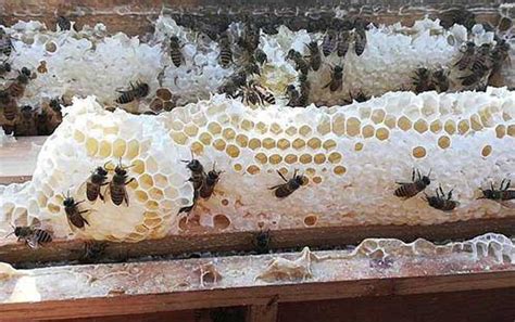 鸭脚木蜂蜜有什么功效?