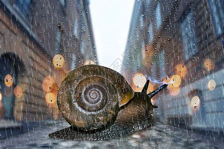 雨后为什么蜗牛爬在水泥墙上