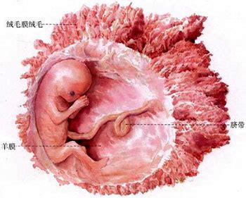 怀孕三个月半胎儿图