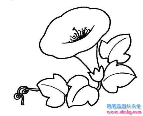 简笔画牵牛花喇叭花