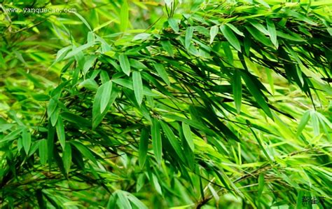 箭竹是禾本科常绿植物,生长到一定时期就会有 - 、 - 等生理现象,箭竹是 - 植物,可以靠 - 繁殖