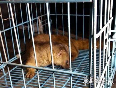 黄鼠狼给鸡拜年——不安好心-想象作文550字（共计4篇）