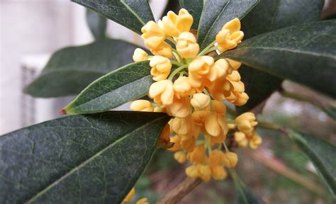 桂林的市花是什么?