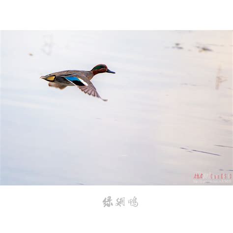 鸭子！飞吧！[摘抄6篇]