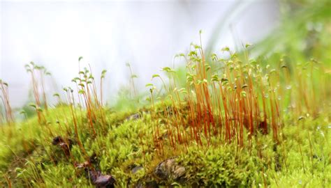 苔藓是什么意思