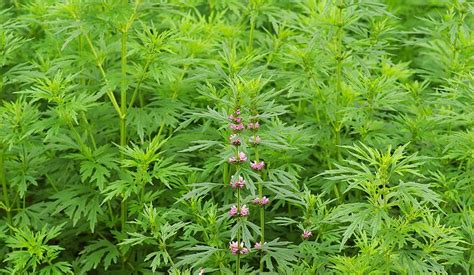 女人长期喝益母草