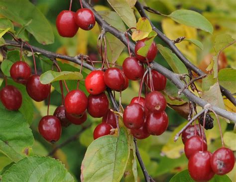 秋天的海棠果经典句子（共计95句）