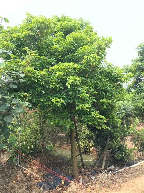 秋枫-自然作文500字（经典7则）