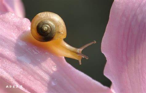 “慢蜗牛”的好朋友_我和书的故事作文1000字(通用9则)