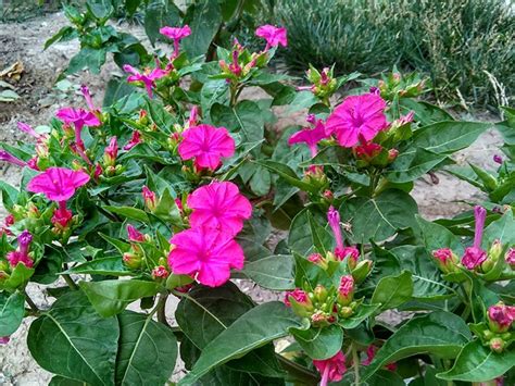 邻居家的紫茉莉-植物作文250字【集锦6篇】
