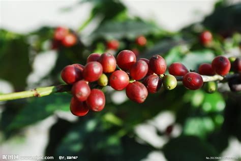 咖啡豆树长什么样