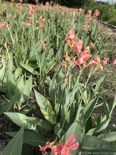 雨后的美人蕉-植物作文350字(共计4则)