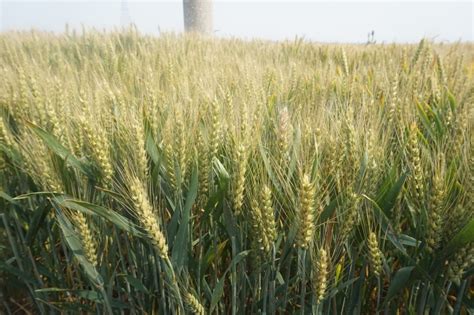 什么样的小麦种子才是优质小麦种子?