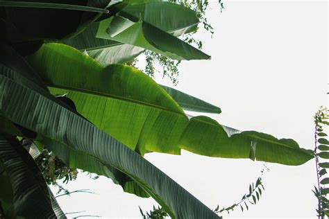 芭蕉树的介绍